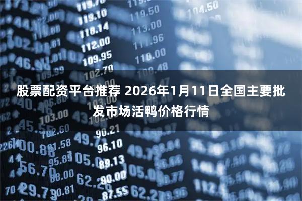 股票配资平台推荐 2026年1月11日全国主要批发市场活鸭价格行情