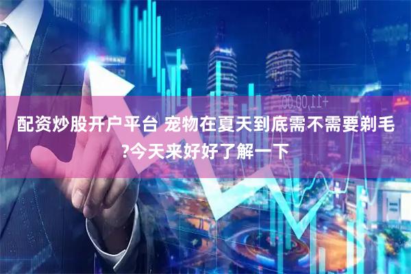 配资炒股开户平台 宠物在夏天到底需不需要剃毛?今天来好好了解一下