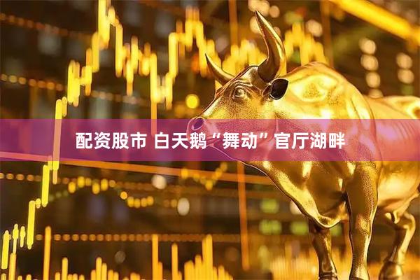 配资股市 白天鹅“舞动”官厅湖畔